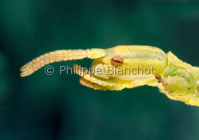 Clonopsis gallica.JPG - in "Portraits d'insectes" ed. SeuilClonopsis gallicaPhasme gauloisWalkingstickPhasmatodeaBacillidaeFrance